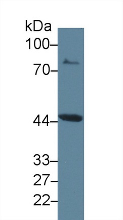 Polyclonal Antibody to Indoleamine-2,3-Dioxygenase (IDO)