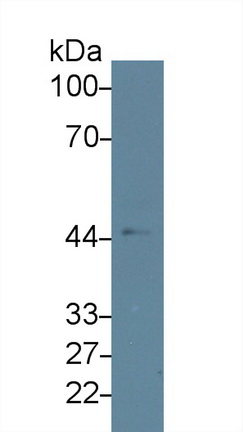 Polyclonal Antibody to Indoleamine-2,3-Dioxygenase (IDO)