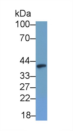 Polyclonal Antibody to Indoleamine-2,3-Dioxygenase (IDO)