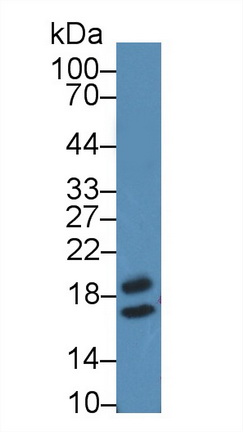 Polyclonal Antibody to Peptidylprolyl Isomerase F (PPIF)