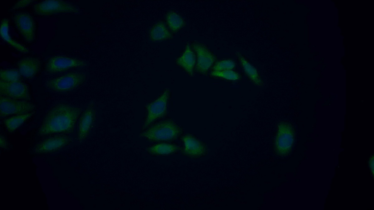 Polyclonal Antibody to Peptidylprolyl Isomerase F (PPIF)