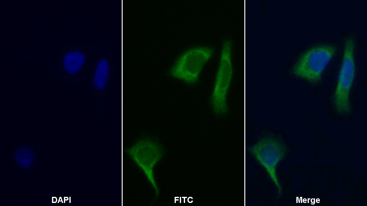 Polyclonal Antibody to Peptidylprolyl Isomerase F (PPIF)