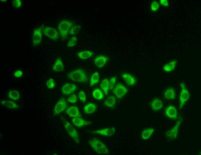 Polyclonal Antibody to Peptidylprolyl Isomerase F (PPIF)