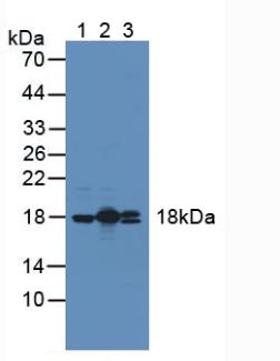 Polyclonal Antibody to Peptidylprolyl Isomerase F (PPIF)