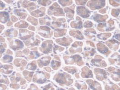 Polyclonal Antibody to Peptidylprolyl Isomerase F (PPIF)