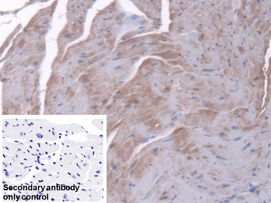 Polyclonal Antibody to Peptidylprolyl Isomerase F (PPIF)