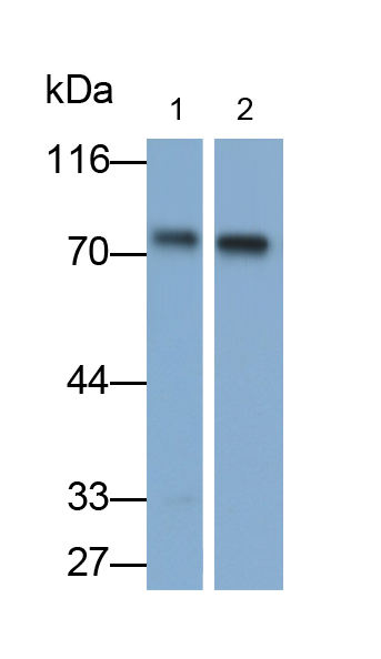 Polyclonal Antibody to Poliovirus Receptor (PVR)