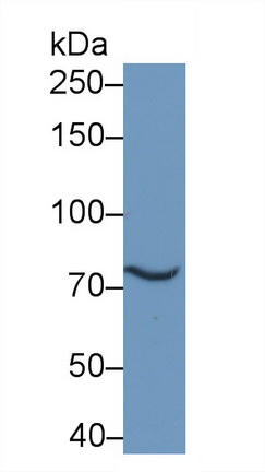 Polyclonal Antibody to Octamer Binding Transcription Factor 1 (OCT1)