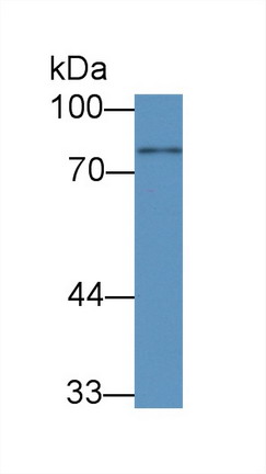 Polyclonal Antibody to Octamer Binding Transcription Factor 1 (OCT1)