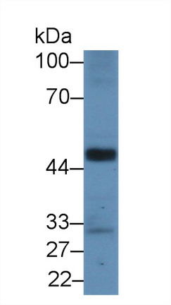 Polyclonal Antibody to Ataxin 2 Binding Protein 1 (A2BP1)