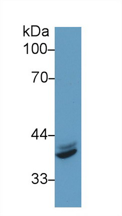 Polyclonal Antibody to Interferon Regulatory Factor 1 (IRF1)