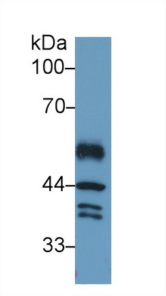 Polyclonal Antibody to Interferon Regulatory Factor 1 (IRF1)