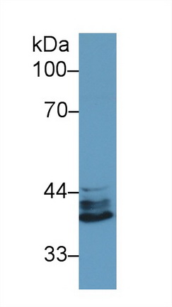 Polyclonal Antibody to Interferon Regulatory Factor 1 (IRF1)