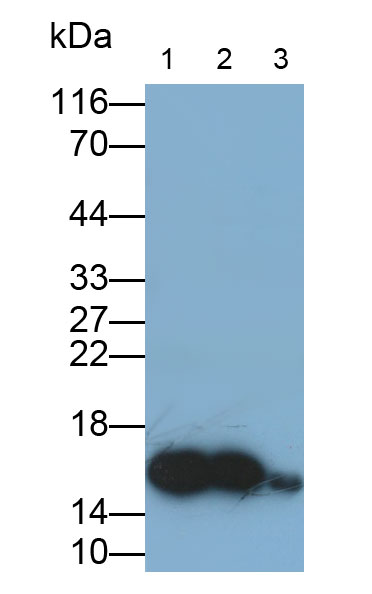 Polyclonal Antibody to Fatty Acid Binding Protein 1 (FABP1)