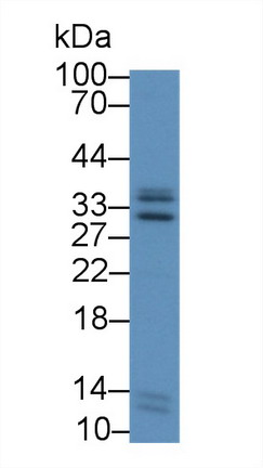 Polyclonal Antibody to Intercellular Adhesion Molecule 4 (ICAM4)