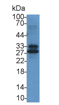 Polyclonal Antibody to Intercellular Adhesion Molecule 4 (ICAM4)