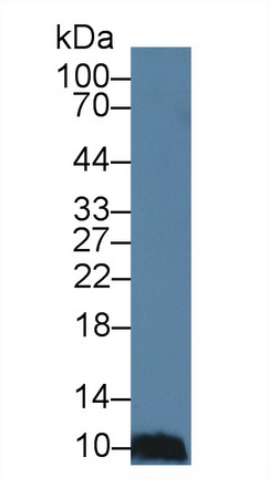 Polyclonal Antibody to Mucosae Associated Epithelia Chemokine (MEC)