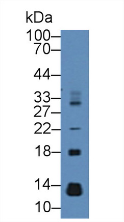 Polyclonal Antibody to Mucosae Associated Epithelia Chemokine (MEC)