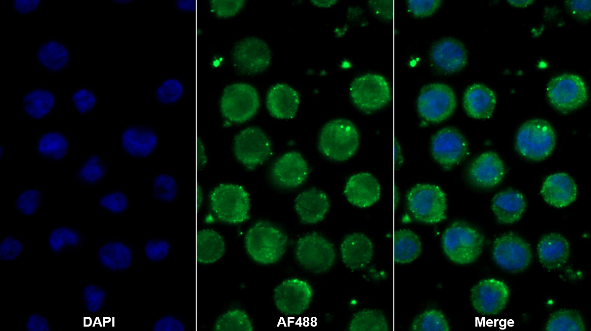 Polyclonal Antibody to Myeloid Progenitor Inhibitory Factor 1 (MPIF1)