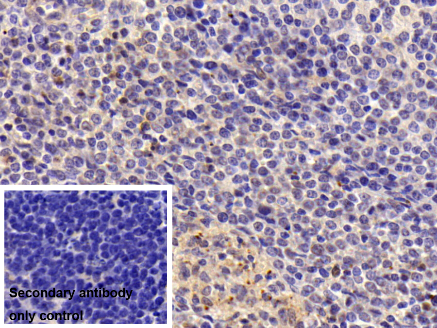 Polyclonal Antibody to Secondary Lymphoid Tissue Chemokine (SLC)