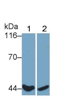 Polyclonal Antibody to Cluster Of Differentiation 64 (CD64)