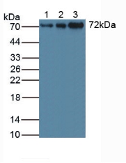 Polyclonal Antibody to Signal Transducing Adaptor Molecule 1 (STAM1)