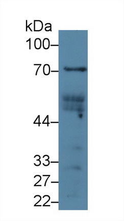 Polyclonal Antibody to Signal Transducing Adaptor Molecule 1 (STAM1)