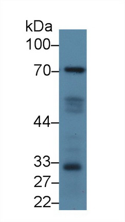 Polyclonal Antibody to Signal Transducing Adaptor Molecule 1 (STAM1)