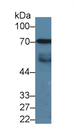 Polyclonal Antibody to Signal Transducing Adaptor Molecule 1 (STAM1)