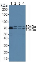 Polyclonal Antibody to Signal Transducing Adaptor Molecule 1 (STAM1)