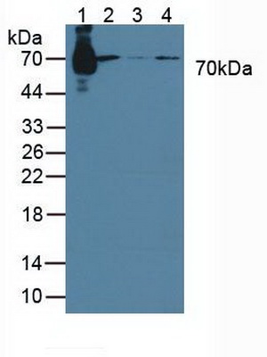 Polyclonal Antibody to Signal Transducing Adaptor Molecule 1 (STAM1)