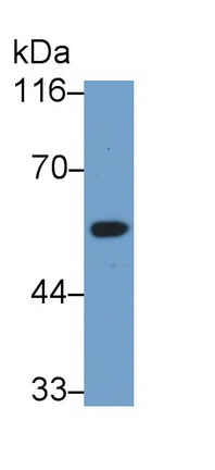 Polyclonal Antibody to Interferon Regulatory Factor 3 (IRF3)