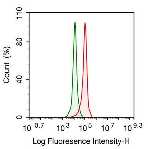 Polyclonal Antibody to Interferon Regulatory Factor 3 (IRF3)