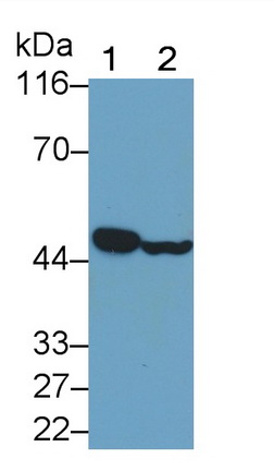 Polyclonal Antibody to Interferon Regulatory Factor 3 (IRF3)