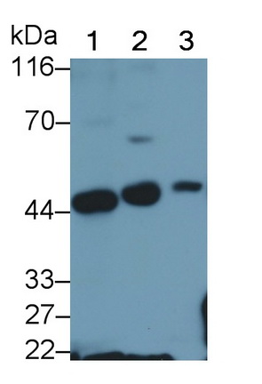 Polyclonal Antibody to Interferon Regulatory Factor 3 (IRF3)