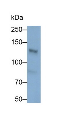 Polyclonal Antibody to Palladin (PALLD)