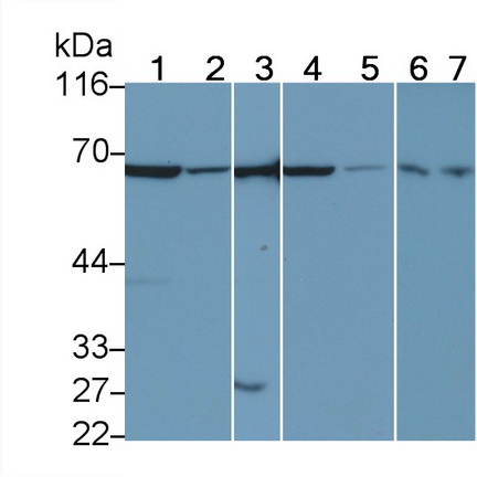 Polyclonal Antibody to Macrophage Scavenger Receptor 1 (MSR1)