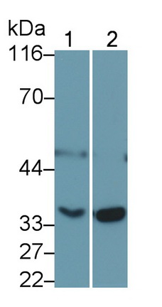 Polyclonal Antibody to Caspase 1 (CASP1)