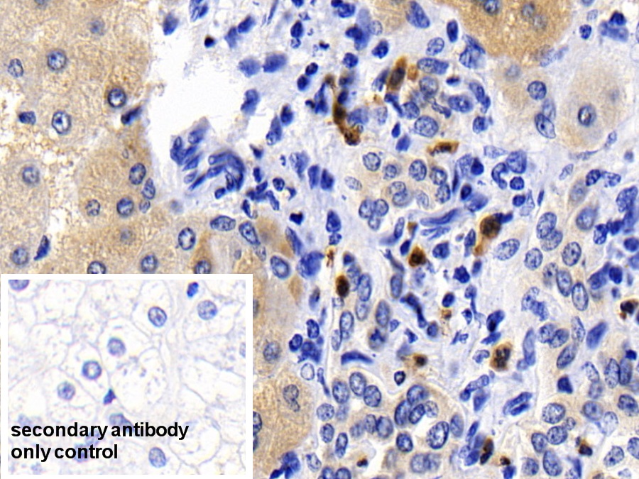 Polyclonal Antibody to Caspase 1 (CASP1)