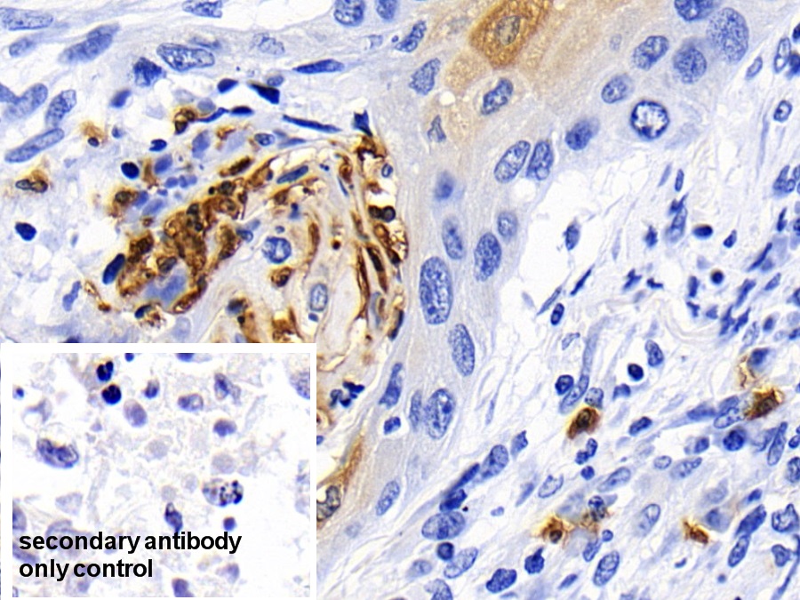 Polyclonal Antibody to Caspase 1 (CASP1)