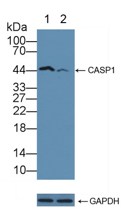 Polyclonal Antibody to Caspase 1 (CASP1)