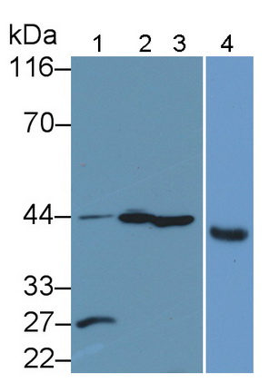 Polyclonal Antibody to Caspase 1 (CASP1)