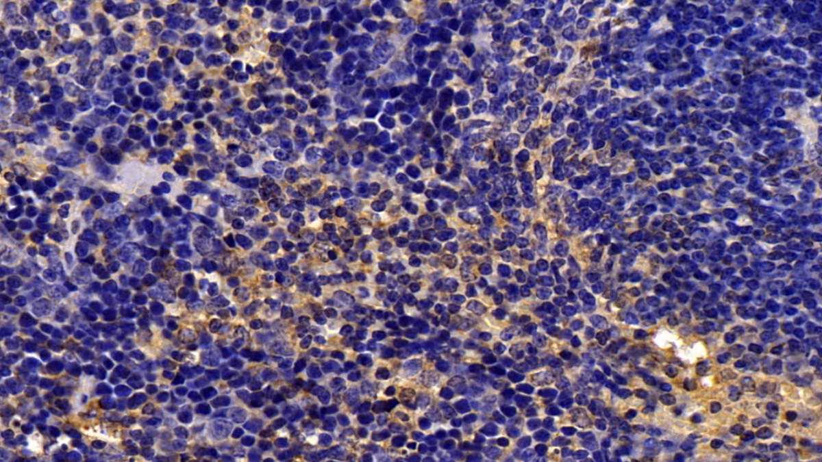 Polyclonal Antibody to Caspase 1 (CASP1)