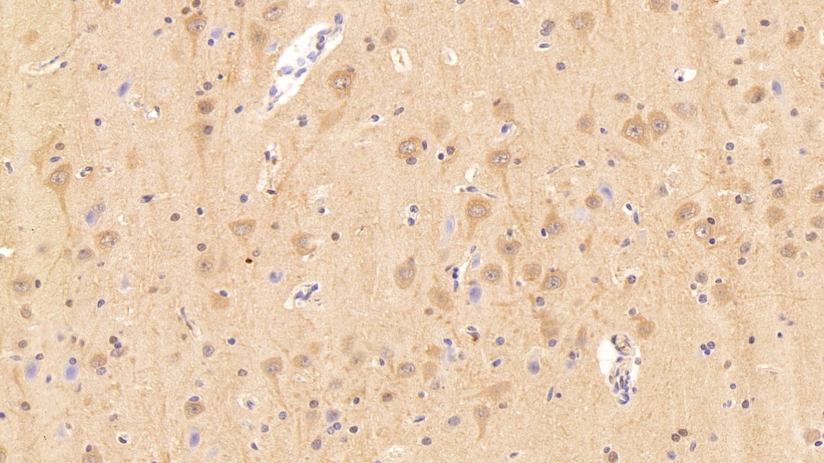 Polyclonal Antibody to Caspase 1 (CASP1)