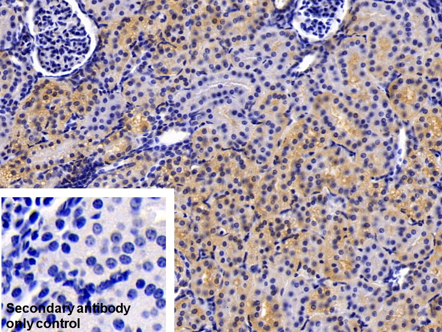 Polyclonal Antibody to Caspase 1 (CASP1)