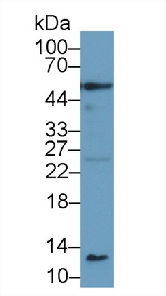 Polyclonal Antibody to Caspase 1 (CASP1)