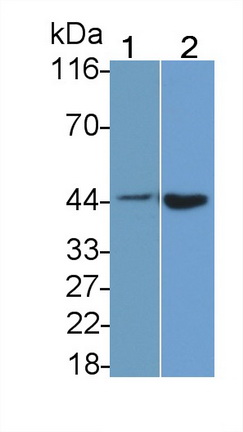 Polyclonal Antibody to Caspase 1 (CASP1)