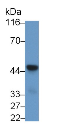 Polyclonal Antibody to Caspase 1 (CASP1)