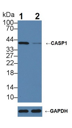 Polyclonal Antibody to Caspase 1 (CASP1)