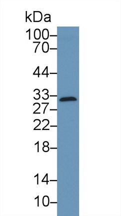 Polyclonal Antibody to Caspase 1 (CASP1)